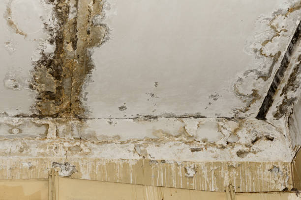 Best Mold Odor Removal Services  in Oakland, CA