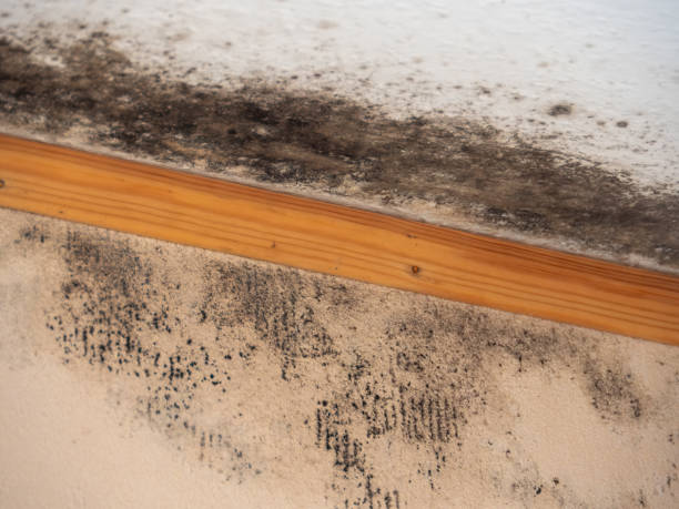 Oakland, CA Mold Removal Company