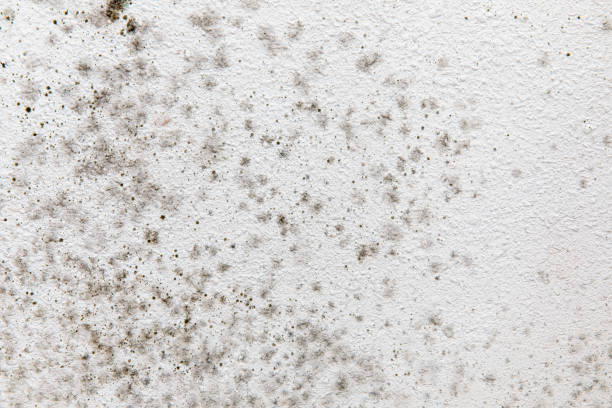 Best Biohazard Mold Removal  in Oakland, CA
