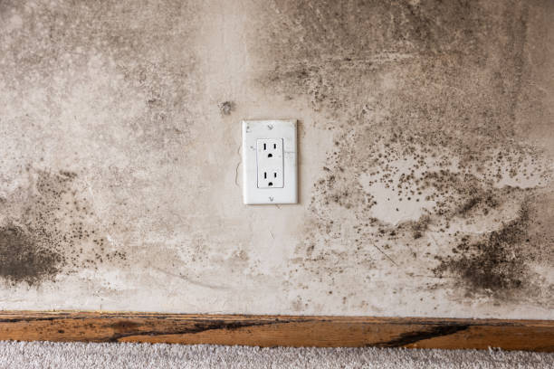 Best Emergency Mold Remediation  in Oakland, CA